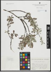 Foto von Salix salviifolia Brot.
